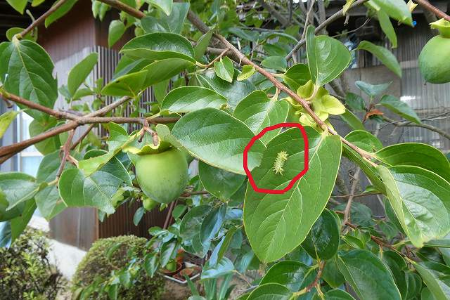カキの木はイラガの被害