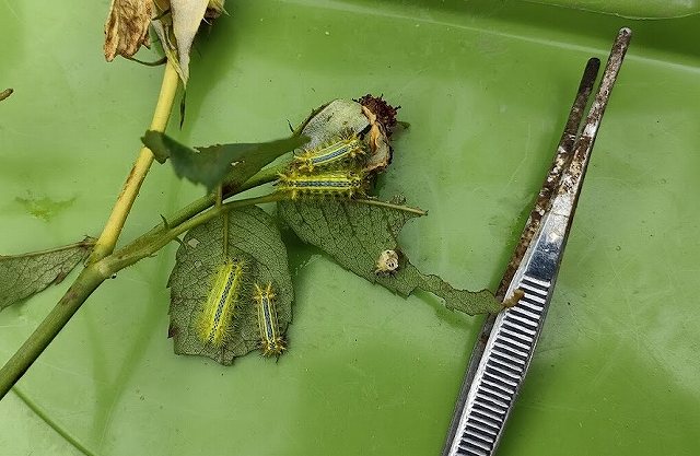 イラガ駆除はピンセット